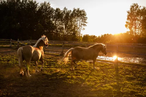 okol_wierzbowe-ranczo-konie